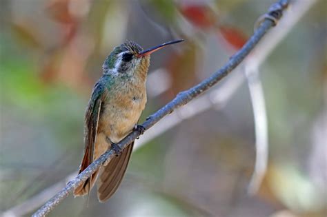 Xantus's Hummingbird | BirdPhotos.com