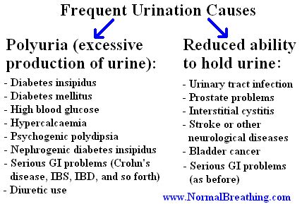 Frequent Urination in Men and Women: Causes and Treatment