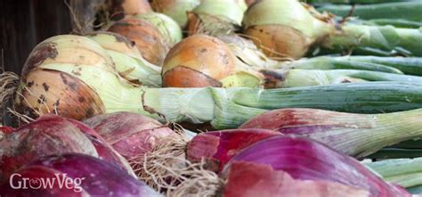 The Art of Harvesting Onions