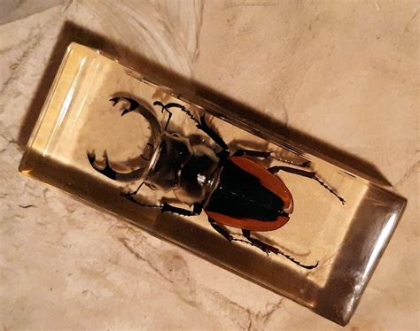 Taxidermy Tuesday Giant Beetles In Resin Rhinoceros Beetle and Stag ...