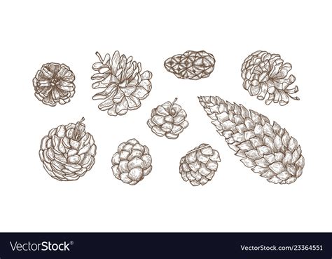 Collection of hand drawn cones evergreen Vector Image