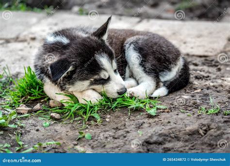 Cute sleeping husky puppy stock photo. Image of mammal - 265434872