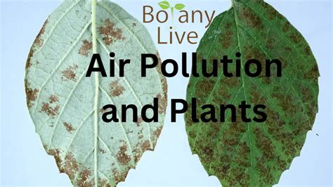 Effects of Air Pollution on Plants - How does it occur? PPT