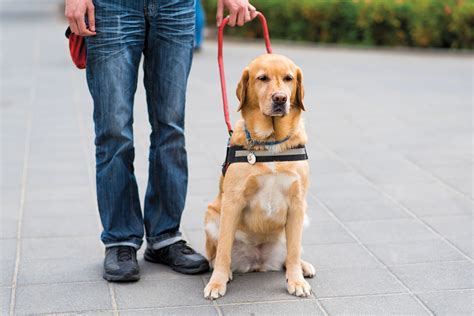 How Service Dogs Help People With Disabilities Travel in Texas