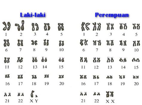 #2 Jenis Kromosom Pada Tubuh Manusia - Materi Pelajar