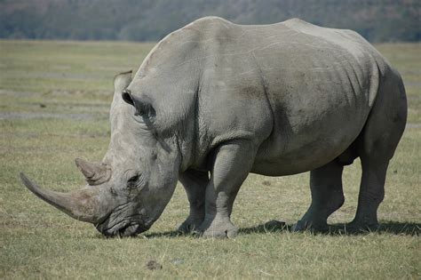 White Rhinoceros