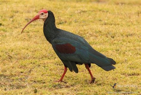 Wakkerstroom Southern Bald Ibis Project | Rockjumper Birding Tours