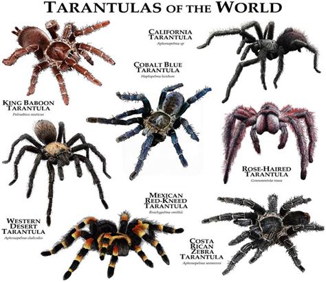 Tarantulas of the World Poster Print in 2020 | Spider species, Pet tarantula, Tarantula