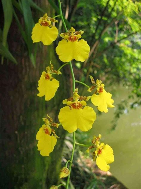 Buy Orchid Dancing Lady Oncidium Live Orchid Yellow Flowers from Hawai'i | Oncidium Gower Ramsey ...