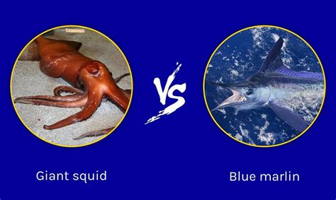 Discover Who Emerges Victorious in a Giant Squid vs. Blue Marlin Battle ...