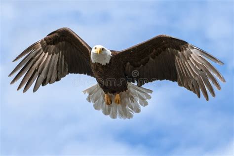 3,712 Eagle Flying Wings Spread Stock Photos - Free & Royalty-Free ...