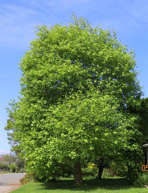 Tuliptree - State Tree of Indiana