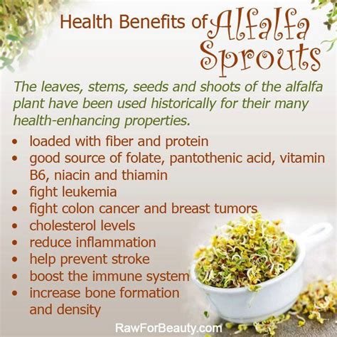 Health Benefits of Alfalfa Sprouts | Sprouts nutrition, Health and ...