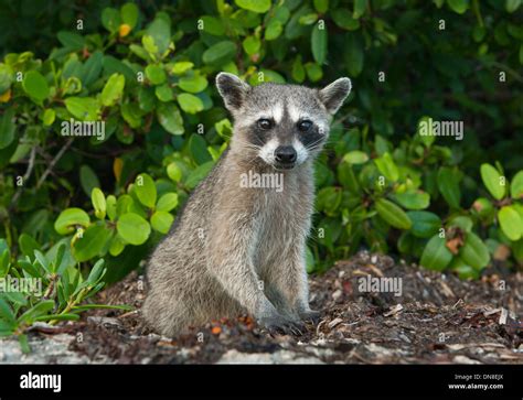 Pygmy Raccoon (Procyon pygmaeus) Critically endangered, Cozumel Island ...