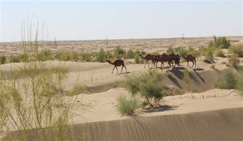 Turkmenistan makes another step forward in global climate action ...