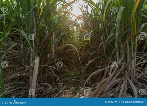 Sunset Over Sugar Cane Field. Road in Sugarcane Farm and Sunrise Stock ...