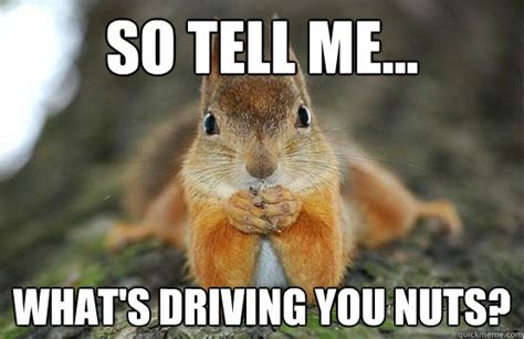 Funny Squirrel Memes Nuts