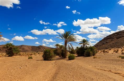 Premium Photo | Palm in the desert oasis morocco