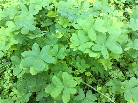 How to Identify Wood Sorrel — Foraging for Edible Wild Garden Weeds