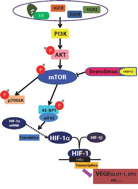 Figure 1 from Granulosa cell tumor with activated mTOR-HIF-1alpha-VEGF ...