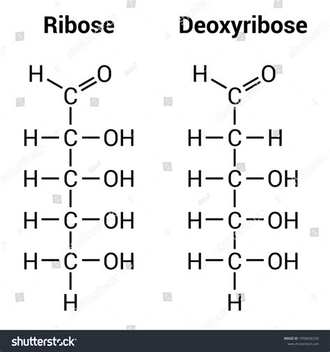 Ribose And Deoxyribose Structure