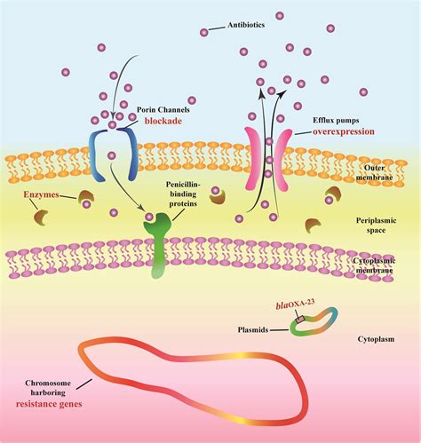 In zicht gunstig Doctor in de filosofie carbapenem mechanism of action ...