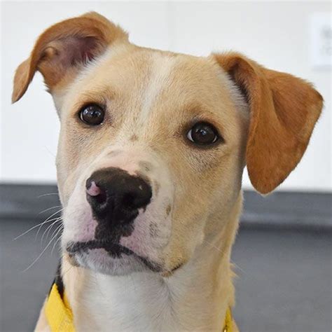 Adoptable Dogs | NYC Adoption Center | ASPCA