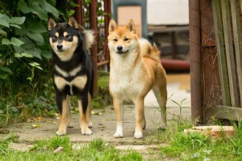 Phân Biệt Chó Akita Inu Và Shiba Inu - Chúng Có Đặc Điểm Gì Giống Và ...