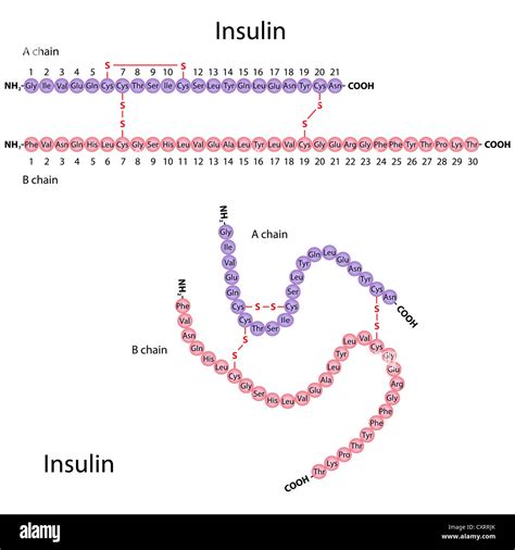 Amino acids insulin Cut Out Stock Images & Pictures - Alamy