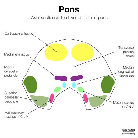 Prevodach Pons