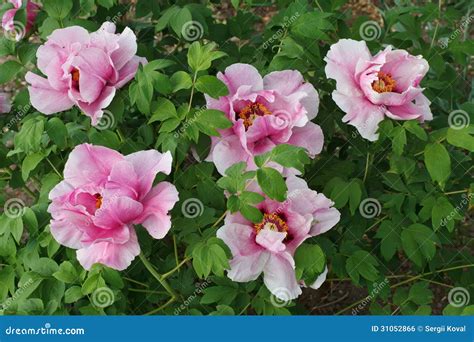 Pink tree peony stock photo. Image of blossom, decoration - 31052866