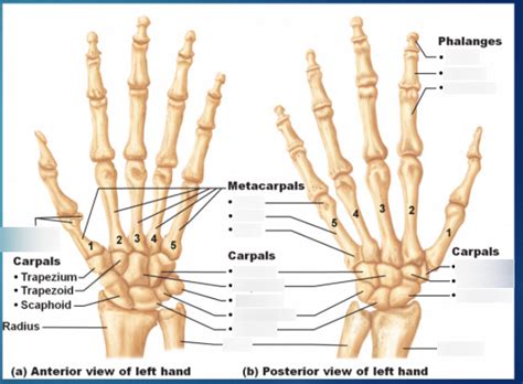 Hand Anatomy: Carpal, Metacarpal, Phalanges Diagram | Quizlet