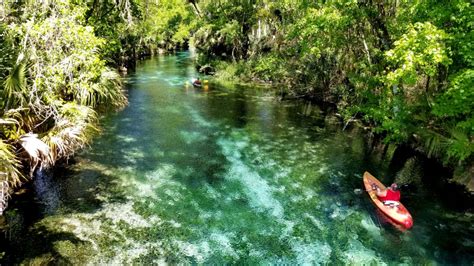 Silver Springs State Park: Wild Monkeys and Glass Bottom Boat Tours – Dang Travelers