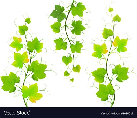 Grape leaves Royalty Free Vector Image - VectorStock