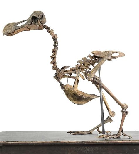 For Sale: A Half a Million Dollar Dodo Skeleton & other Curiosities for ...