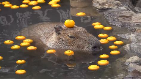 Capybara with an orange on his head : r/aww