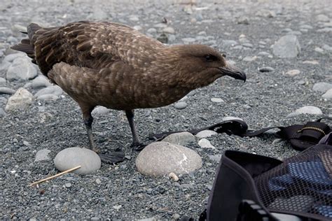 A Curious Brown Skua