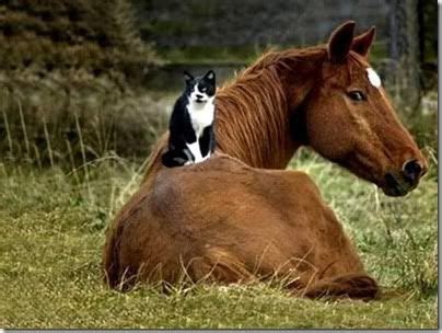 This picture is so sweet and tender. I love it!! | Unlikely animal friends, Animals friendship ...