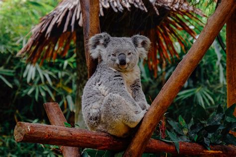 Koalas, quand Spark déclare sa flamme à Pandas