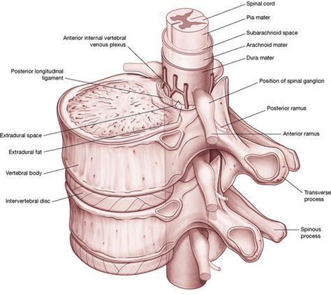 The lumbar spine | Neupsy Key