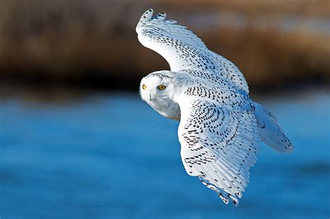 1366x768px | free download | HD wallpaper: white and gray owl, bird ...