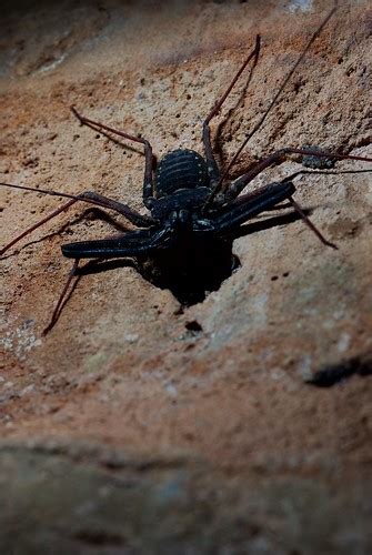 Whip Scorpion / Thelyphonida | Auroville, India. en.wikipedi… | Flickr