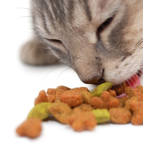 Cat food and nutrition - DogTime