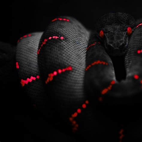 Red Snake Wallpapers - Top Free Red Snake Backgrounds - WallpaperAccess