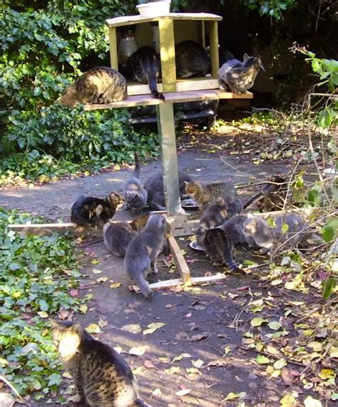 Trap Neuter Return - feral cat colony management – BC SPCA