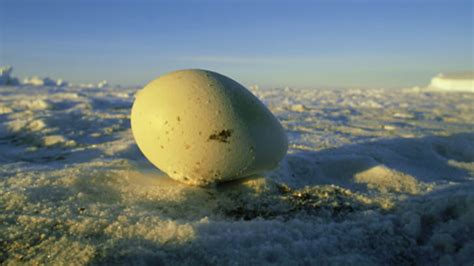 Penguin filmed caring for snowball | BBC Earth