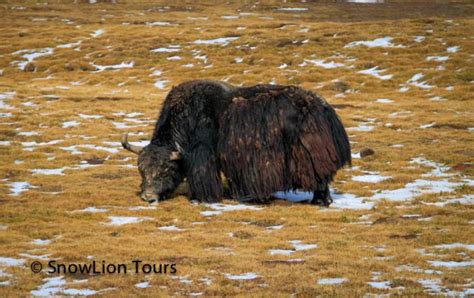 Wild animals in Tibet | Tibet Wildlife Tour | SnowLion Tours