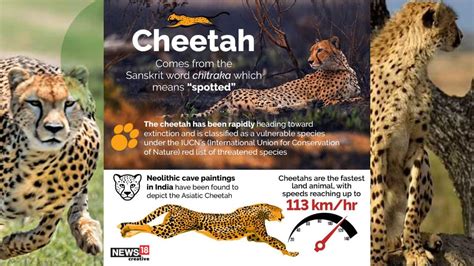 In Pics: All you need to know about India's Cheetah reintroduction project