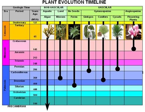 Botanist Backyard: Evolution of Plants