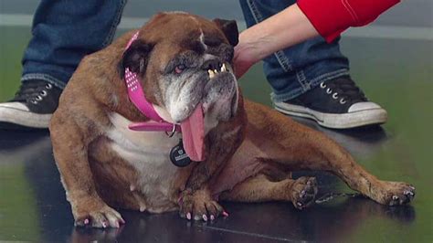 World's Ugliest Dog title goes to English bulldog named Zsa Zsa | Fox News